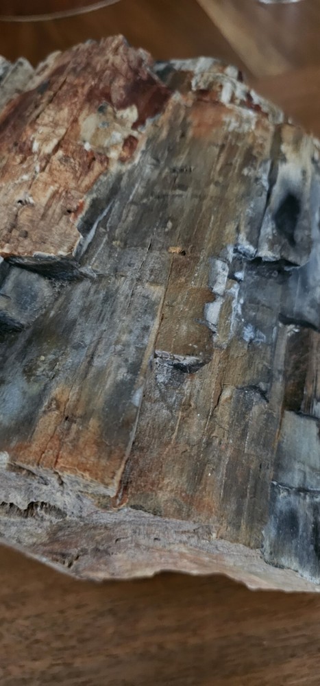 Petrified Wood Collection Display Piece Beautiful
