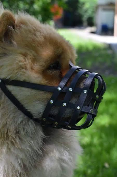 Light Leather dog Muzzle Chow Chow  & Other similar snouts