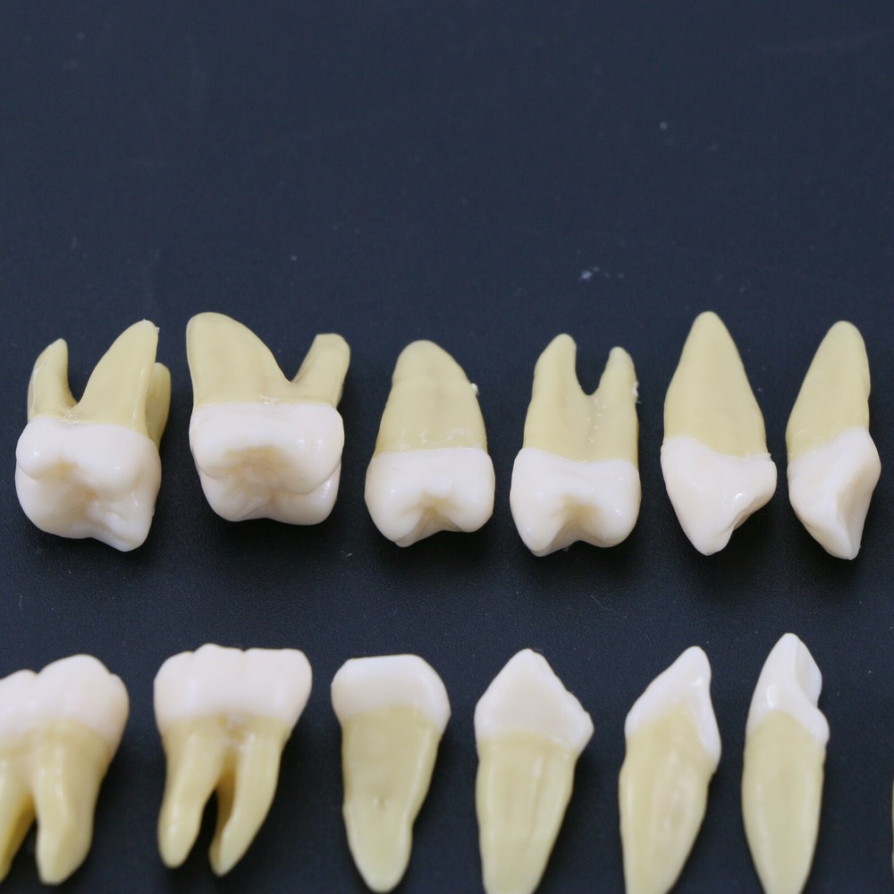28 Pcs Dental 1:1 Permanent Teeth Demonstration Teach Study Model Tooth M7021