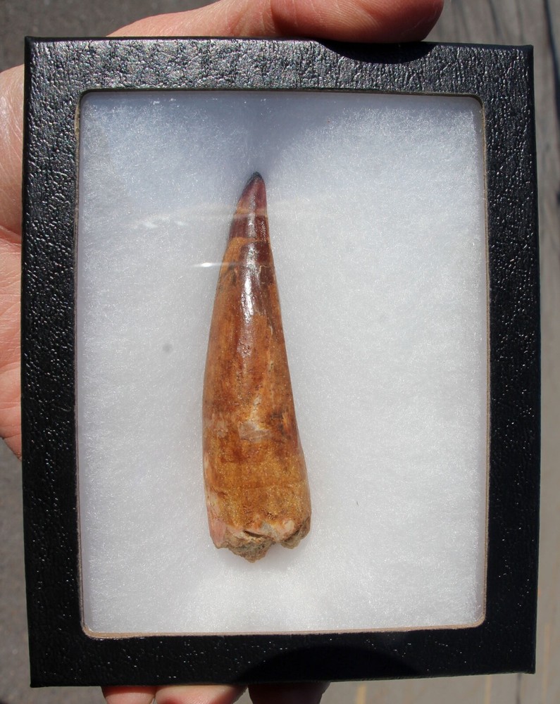 Authentic 3.5" Spinosaurus Tooth in Riker Mount