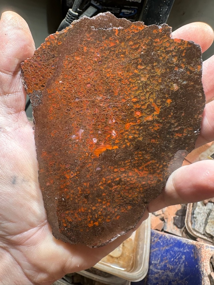 Dinosaur bone rough **hxtled slab.
