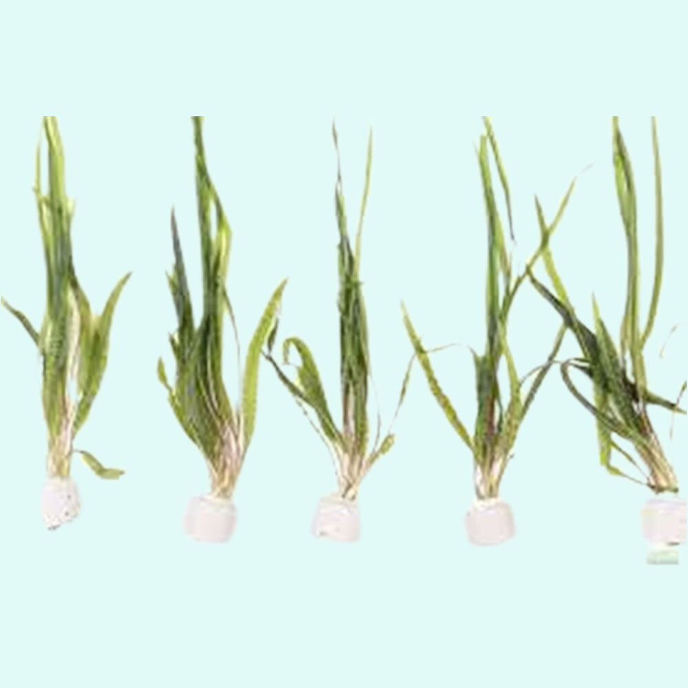 Cryptocoryne Crypt Balansae Large