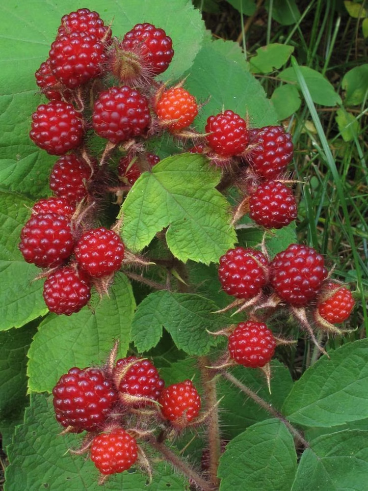 4 Fresh Wineberry Bush Plants - Bare Root Appalachian - Rubus phoenicolasius