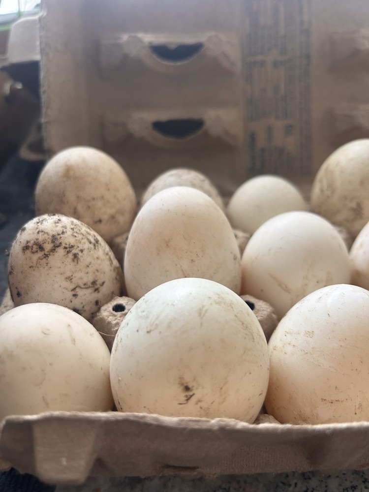 12+ Duck Hatching Eggs Mixed: Pekin, Swedish, Khaki Campbell ￼
