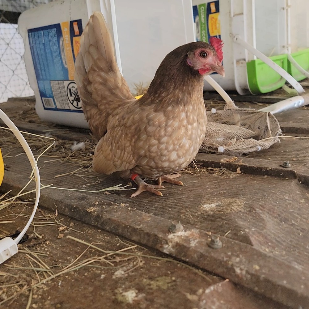 24+ Serama Bantam Hatching Eggs 4-H