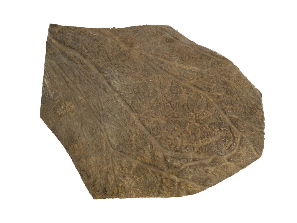 Moose Antler Palm (513-PC-G2460) Y1E