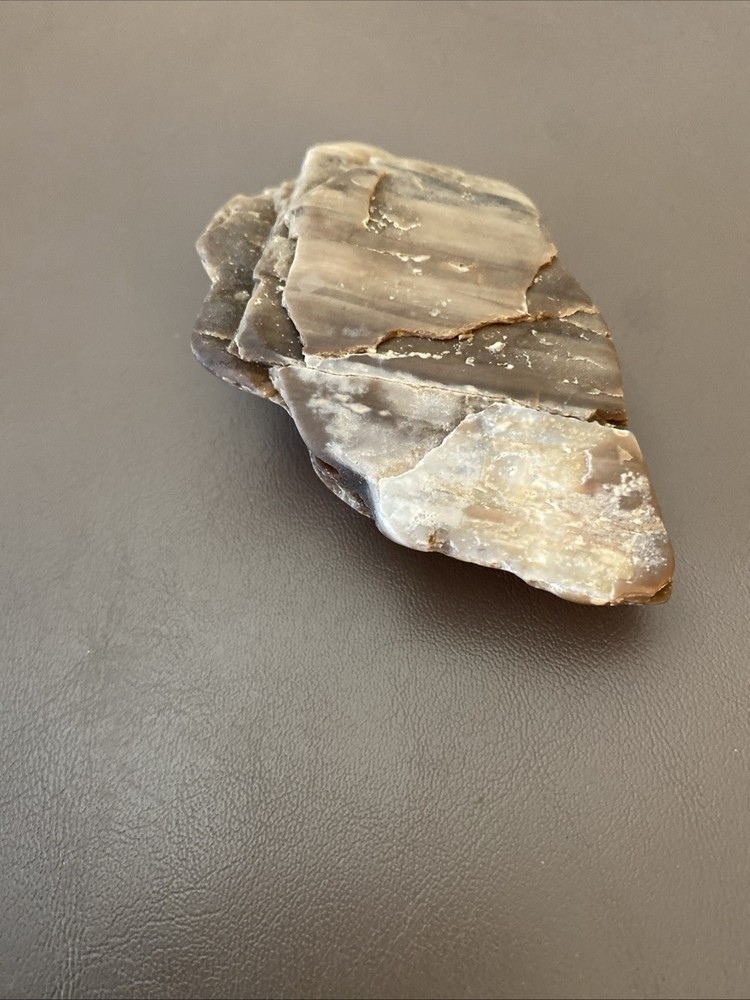 Petrified Wood