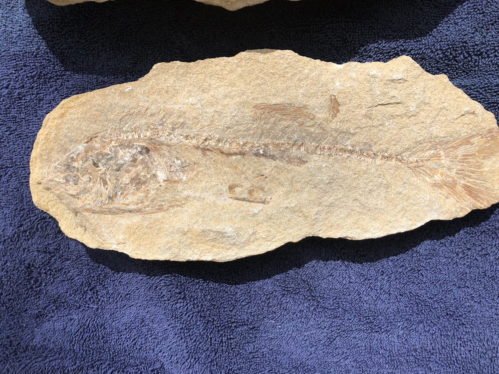 Fossil Fish Two Pieces 10.5" HEAVY