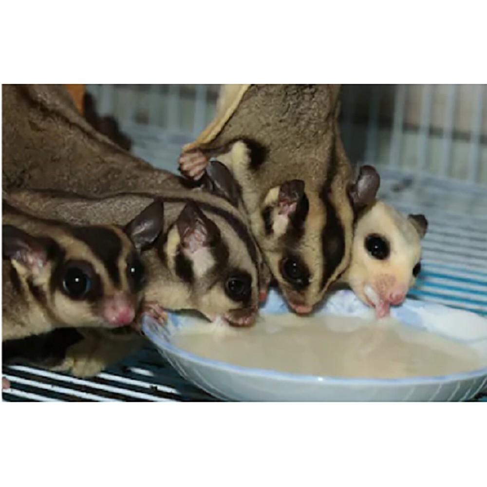 Gliderade Nectar (4 oz.) - Vitamin-Enriched Supplement - For Sugar Gliders
