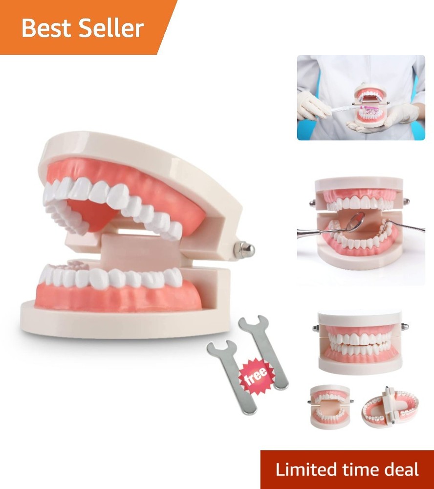 Standard Teeth Model for Kids - Includes Wrenches & Non-Removable Teeth