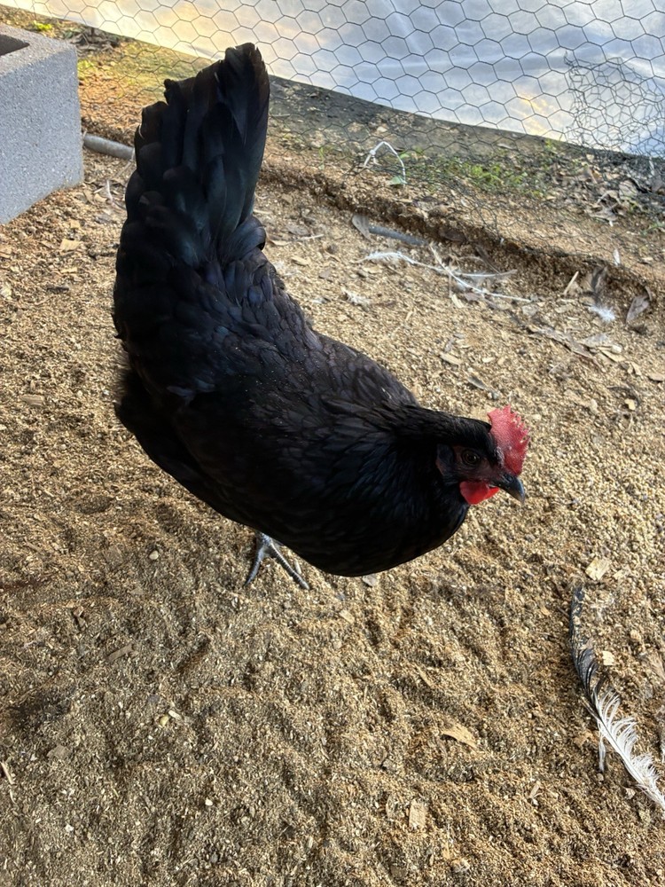 10 Silverrudd blue hatching eggs, Npip/AI clean