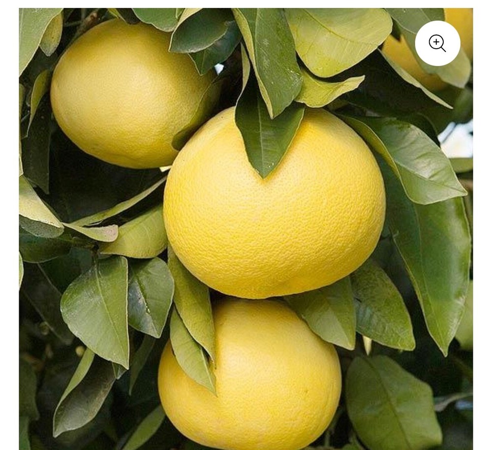 Organic Golden Grapefruit 6lb