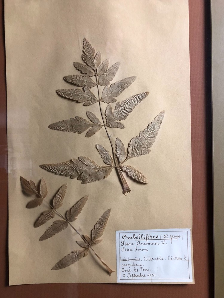1931 Pressed Botanical Specimen Sison Amome.