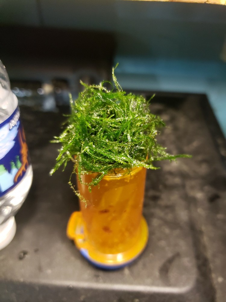 Java Moss Easy Live Aquarium Plant BUY 2 GET 1 FREE ✅💪