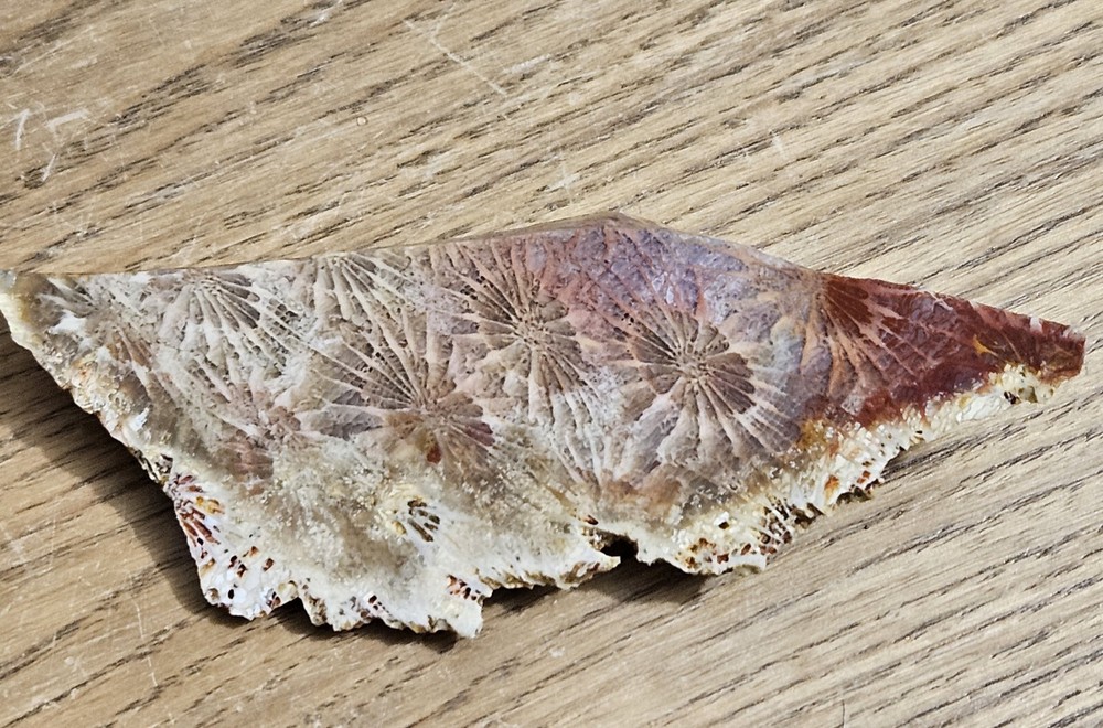 Fossized Coral Lapidary Slab 78 Grams