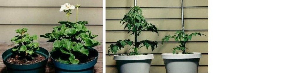 Rootblast - Plant Growth Formula 30lb Bucket