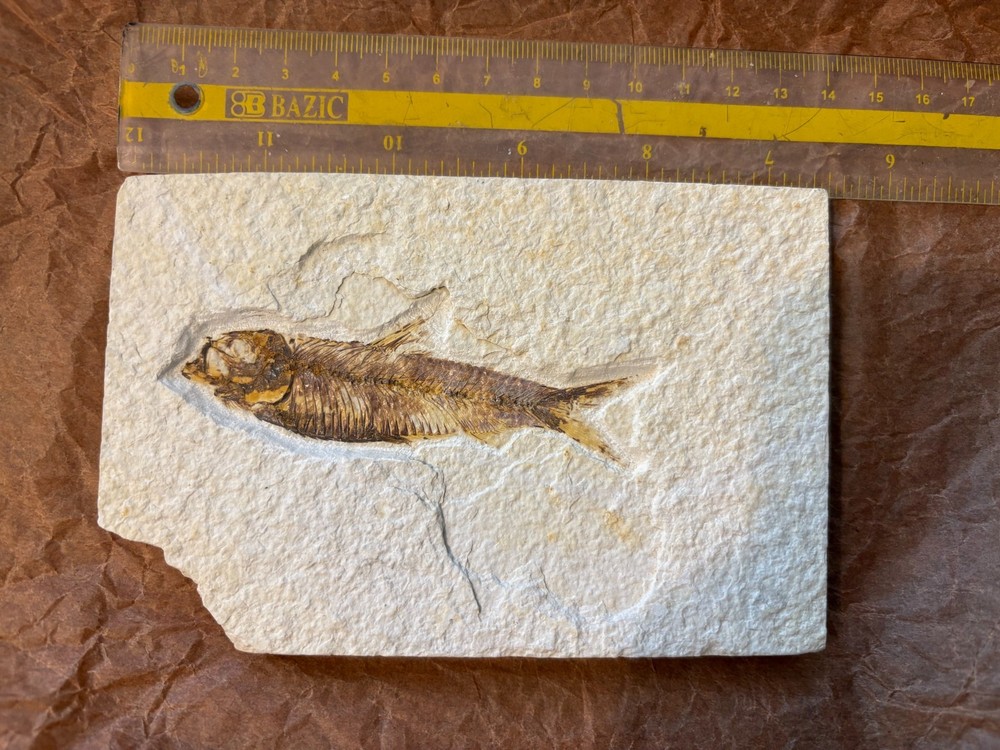 Fossil Fish, 9cm