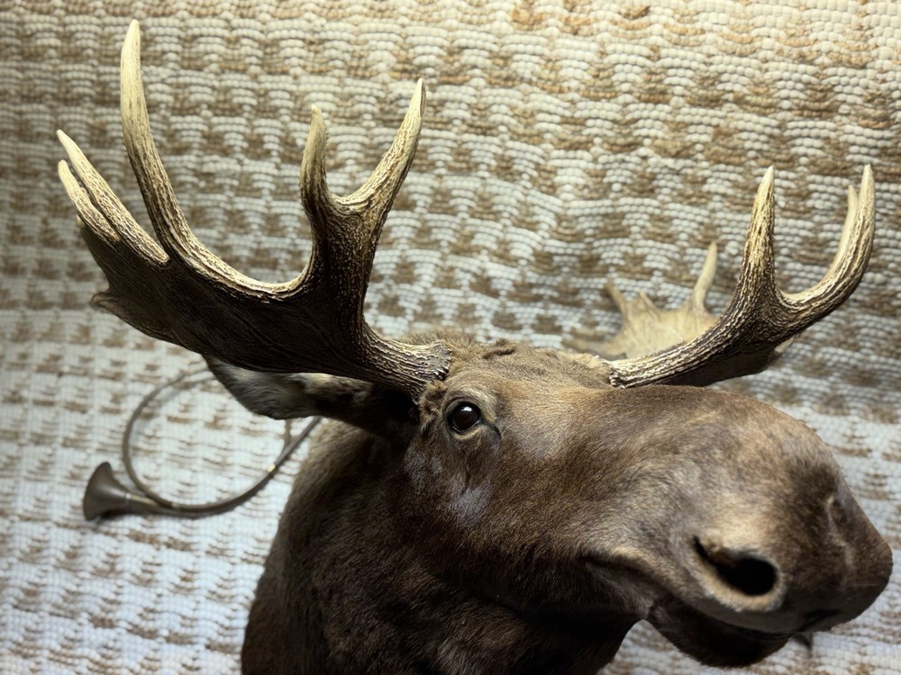 Shoulder Mount Moose