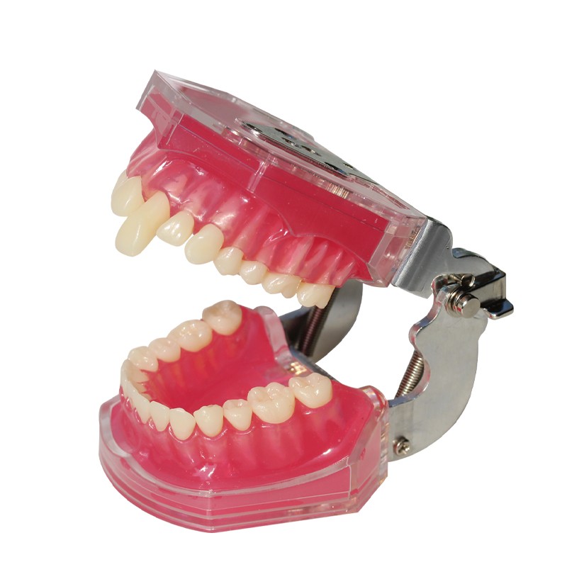 Student Practice Standard Teeth Extraction Model 28Pcs Tooth soft Gingiva