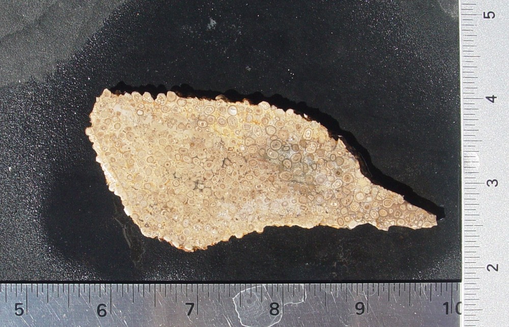 Oolite Lapidary Slab T1210