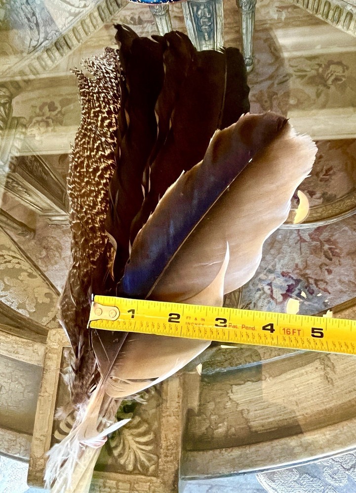 Peacock Inner Feathers Gold Brown 7 Feathers/Bunch Height 12.5” Width 3”