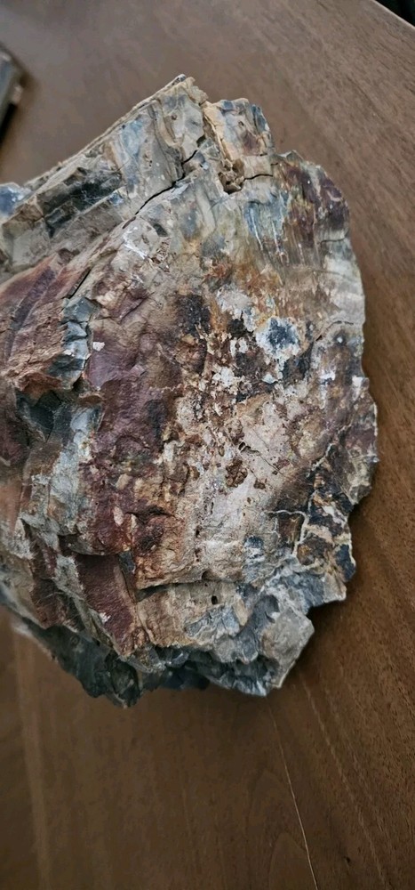 Petrified Wood Collection Display Piece Beautiful