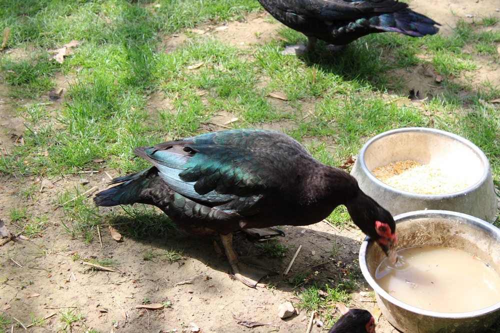 Exhibition Quality Muscovy Hatching Eggs 96% solid BLACK ducks only 12 eggs