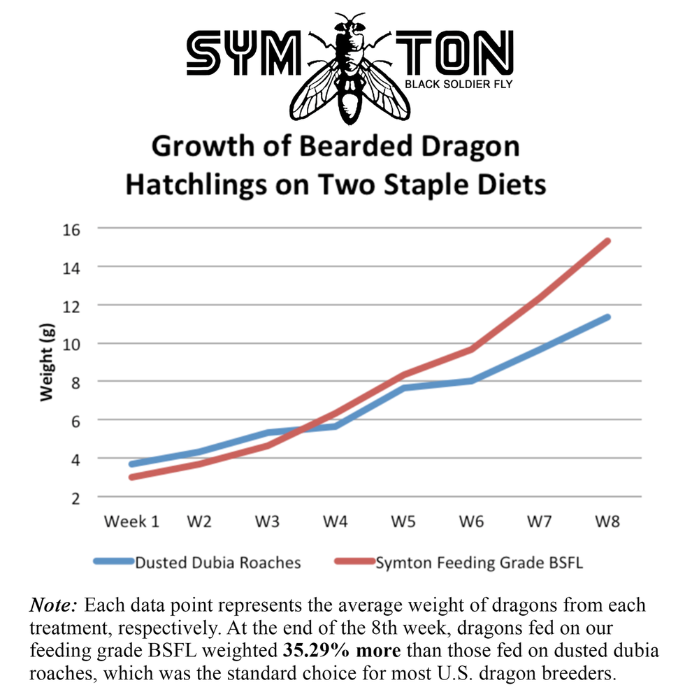 MEDIUM Black Soldier Fly Larvae (Feeding-Grade)