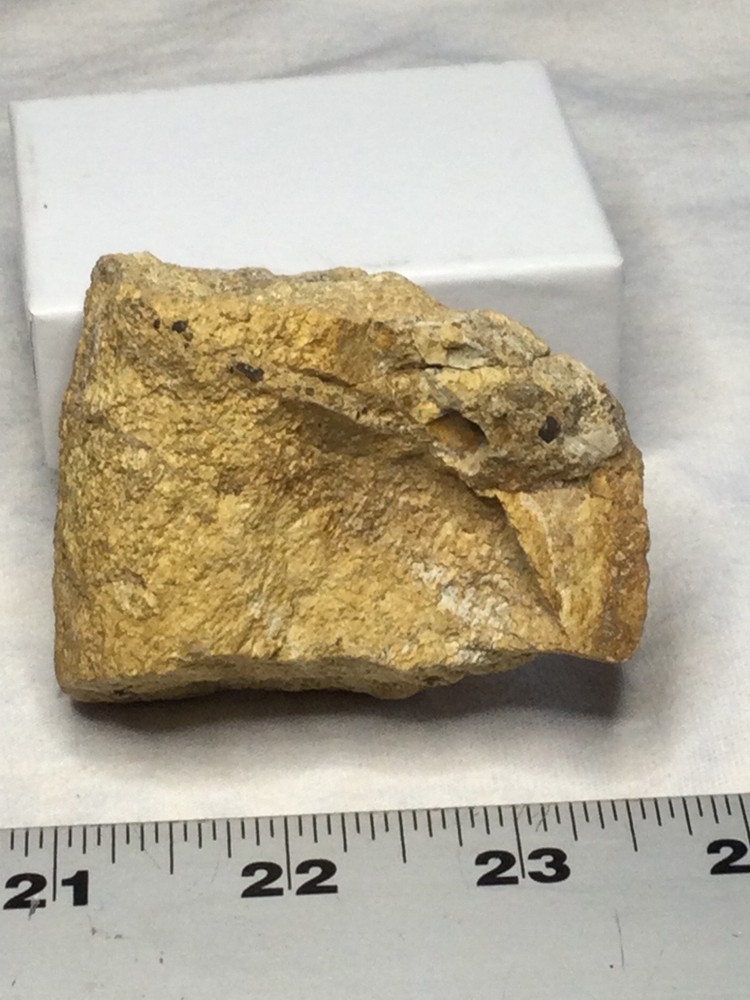 Dinosaur Caudel vertebrae/ Sauropod