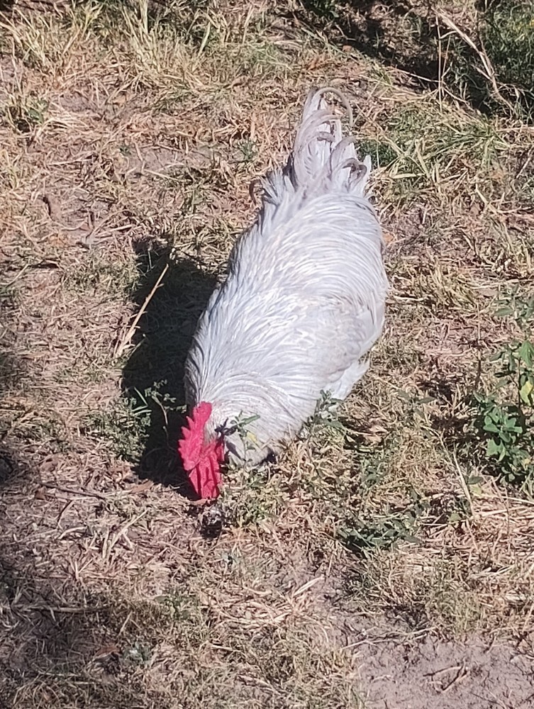 **RARE**(6) Lavender Orpington Hatching Eggs