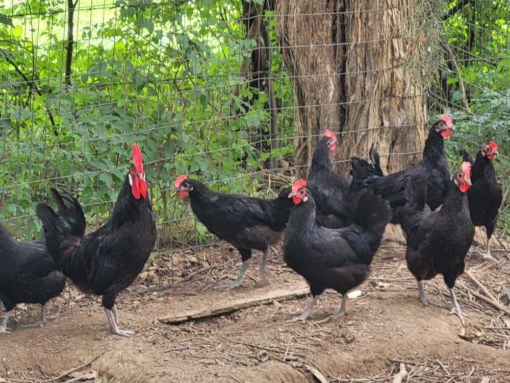 18 Rare Black Penedesenca Hatching Eggs