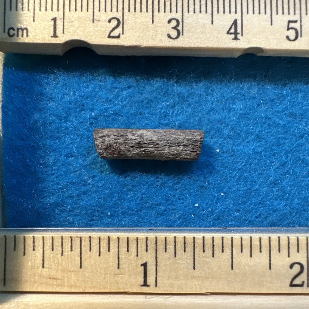 Edmontosaurus Extinct Dinosaur Tendon Fossil with Display Case