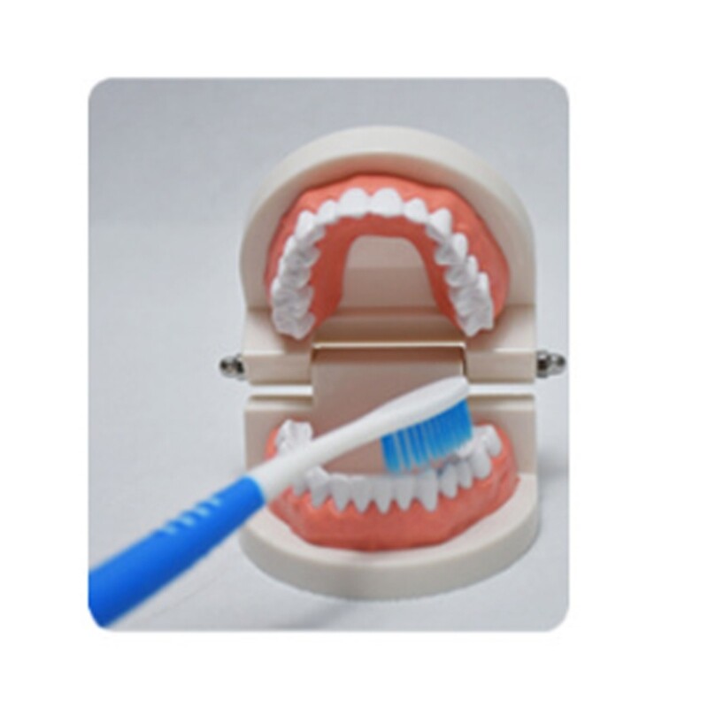 Kids Teeth Typodont Dental Implant Study Analysis Demonstration Teeth Model