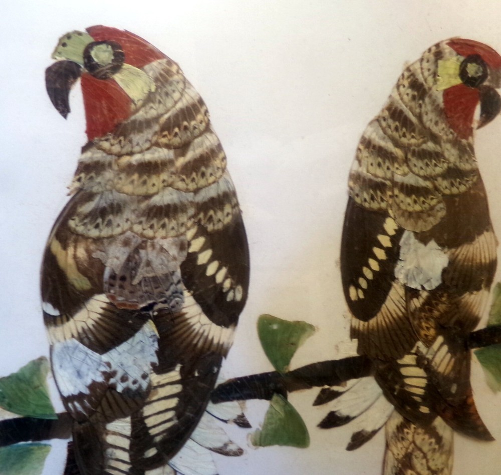 ART BUTTERFLY WING PARROTS Framed