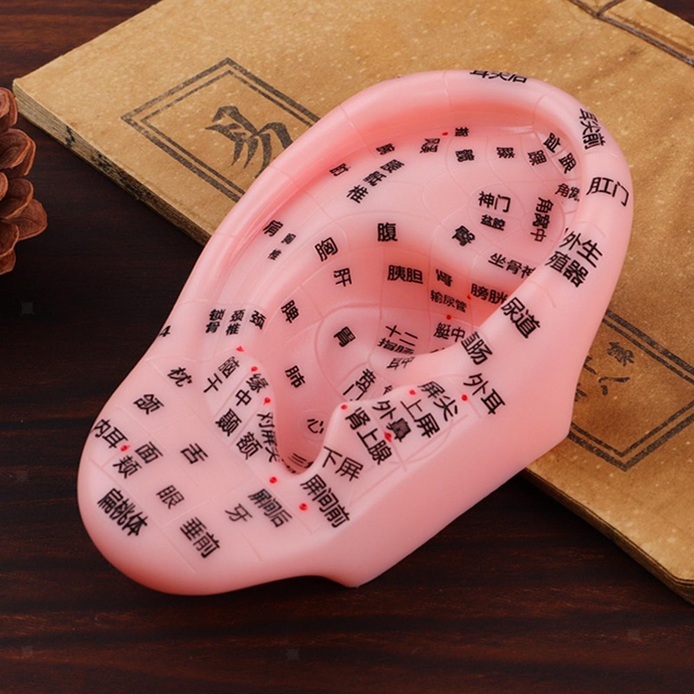 Human Ear Acupoint Model Teaching Model for Nursing Massaging Demonstration