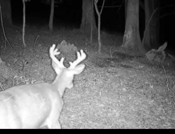 Tag-Out Deer Mineral