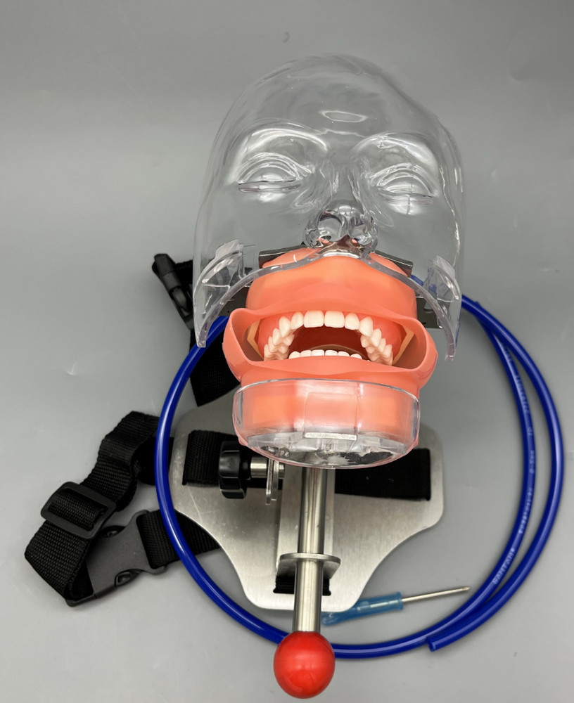 Dental Simulator Mannequin Head Teeth Model Bench-Mounted for Dental Training