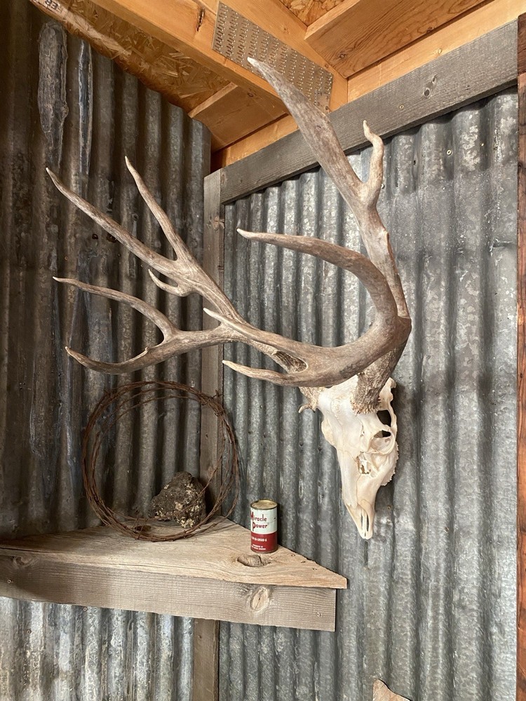 Mule Deer Rack ~ Antlers