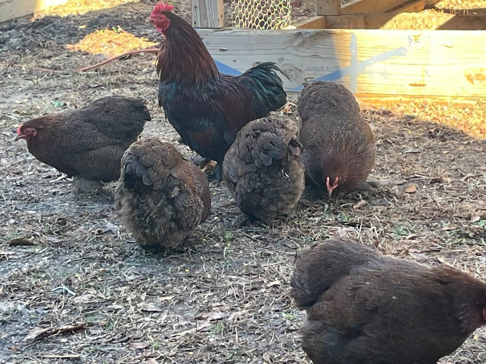 12 + 2 Double Laced Partridge Bantam Cochin Hatching Eggs