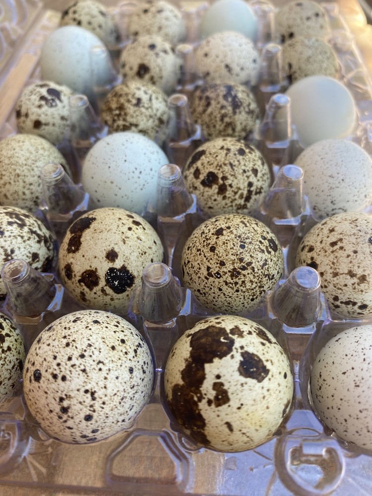 30+ Coturnix Quail Hatching Eggs
