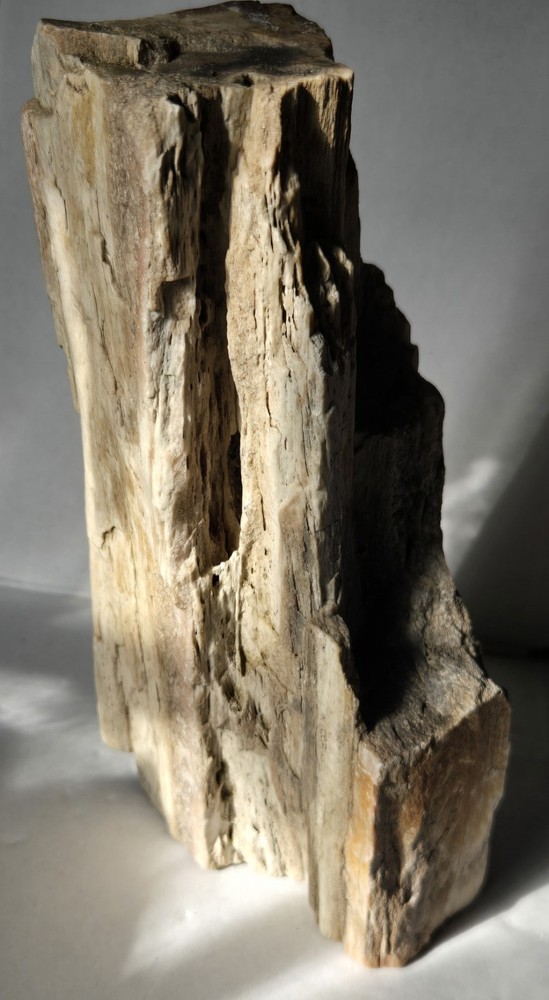Petrified Wood