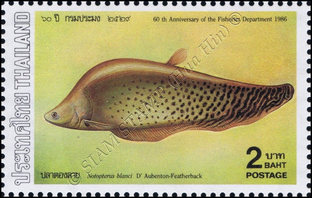 Fishes (IV) (MNH)