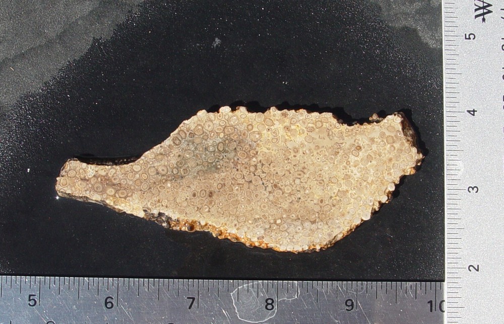 Oolite Lapidary Slab                    T1211