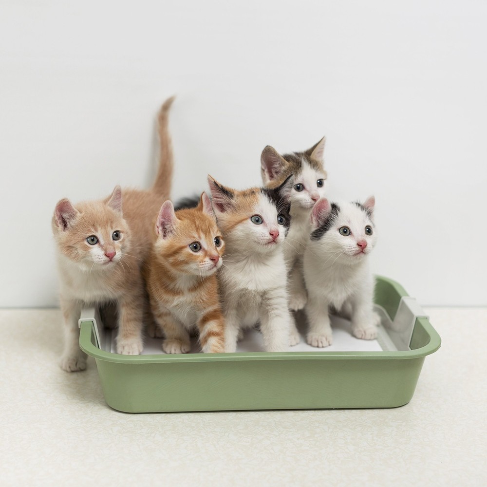 - Cat Litter Odor Eliminator (1 Pack)