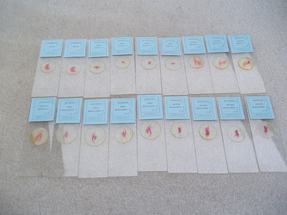 Vintage Glass Microscope Slides -