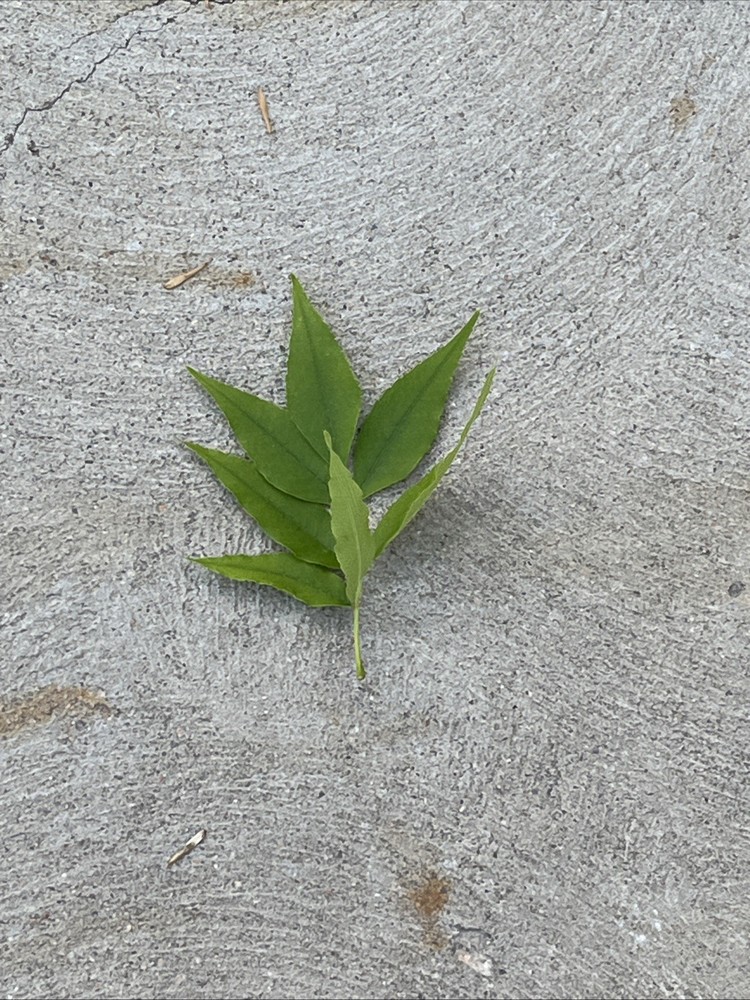 Leaf