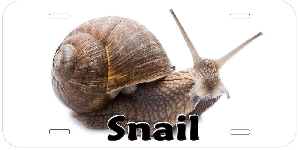 Snail Any Name Personalized Novelty Car License Plate