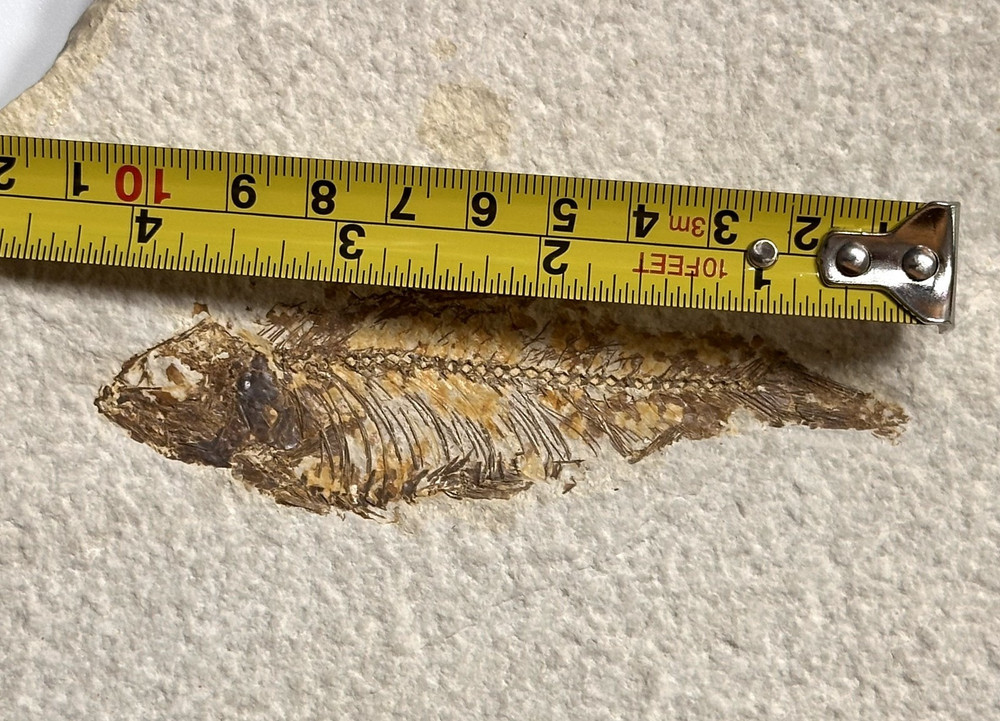 Knightia Fossil Fish Plate, Eocene Era