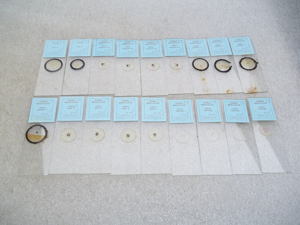 Vintage Glass Microscope Slides -