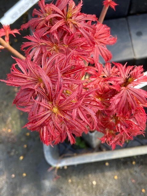 Japanese Maple Jerre Schwartz